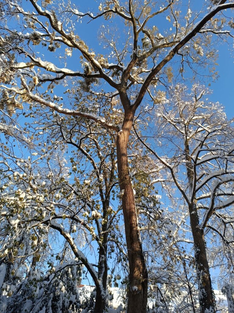 Selbstliebe - stark wie ein Baum